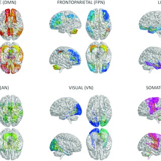 Brain Scaffold Builder, Virtual Brain, Digital Brain Twins